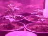 ROLLITUP 014.jpg
