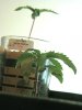 DSC01352.jpg