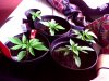 Snapshot_20100216_3.jpg