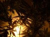 DSC04427.jpg