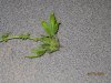 IMG_0707.jpg
