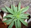 100_0229.jpg