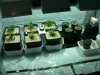 Plants Feb 18 022.jpg