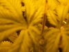 grow reyrey 014.jpg
