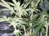 grow room 017.jpg