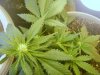 grow room 026.jpg