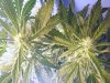 grow room 030.jpg