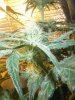 grow room 037.jpg