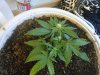 grow room 038.jpg