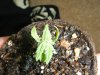 grow room 040.jpg