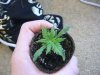 grow room 042.jpg