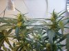 grow room 050.jpg
