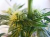 grow room 061.jpg