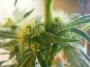 grow room 062.jpg
