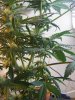 grow room 065.jpg