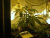 trimming 005.jpg