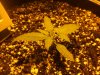 Original afghani 13days.jpg
