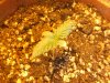 bag seed 5 days.jpg