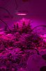GrowRoom3077.jpg