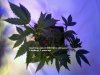 1weekveg9days.jpg