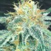 white-widow.jpg