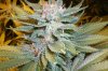 maybe white widow.jpg
