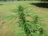 big bud 070.jpg