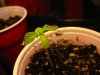 BurntSeedling.jpg