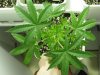 HCC_1_021810_2wks.jpg