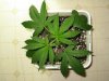 CxBB_1_021810_2wks.jpg