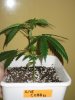 CxBB_2_021810_2wks.jpg