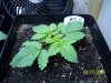 100_0813-small.jpg