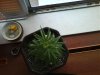 DSC00522.jpg