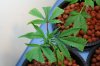black domina.jpg
