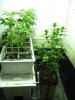 GrowRoom.jpg