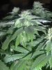 plants 003.jpg