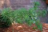 DSC_0171.jpg