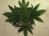 ISSb_1_022110_2.5wks.jpg