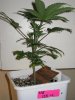 ISSb_2_022110_2.5wks.jpg