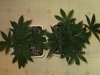 HCC_1_022110_2.5wks.jpg