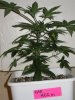 HCCa_2_022110_2.5wks.jpg