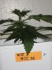 HCCb_1_022110_2.5wks.jpg