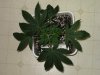 CxBB_1_022110_2.5wks.jpg