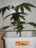 CxBB_2_022110_2.5wks.jpg