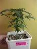 ISSb_1_022410_1.5wks.jpg
