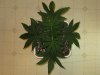 HCC_1_022410_1.5wks.jpg