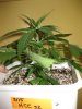 HCC_2_022410_1.5wks.jpg