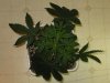 CxBB_1_022410_1.5wks.jpg