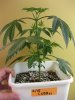 CxBB_2_022410_1.5wks.jpg