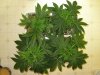 BigB_1_022410_1.5wks.jpg